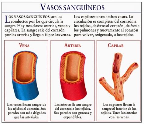 Blog De Biologia Diferencia Entre Arterias Venas Y Capilares