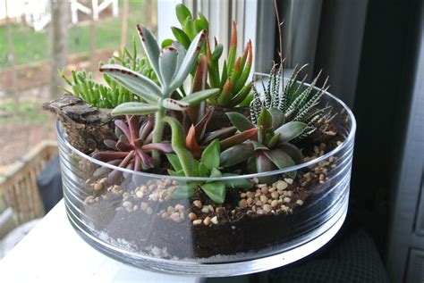 The Grande Green Succulent Terrarium Diy Centerpiece