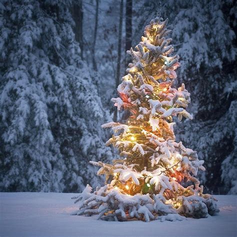 Forest Snow Christmas Tree Snow Trees Christmas HD Phone Wallpaper