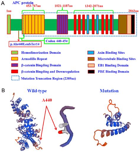 Structure Modeling Of The Functional Domains Of Apc Protein A