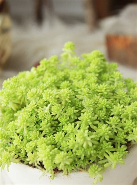 Golden Moss Sedum Golden Carpet Stonecrop Lime Green Sedum Etsy