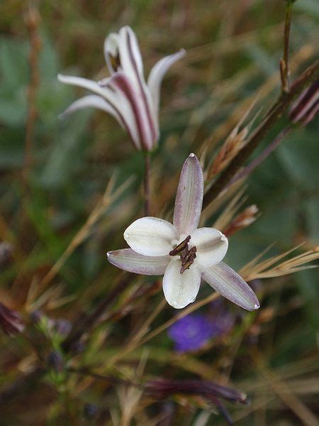 California Soap Root Miracle Plant Plants Bountiful Garden Rare Plants