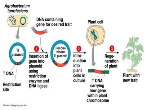 Gene transformation methods