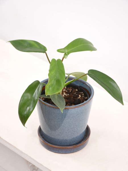 Philodendron Florida Green Kaufen