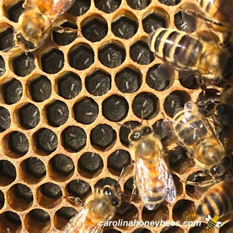 Honey Bee Life Cycle Carolina Honeybees