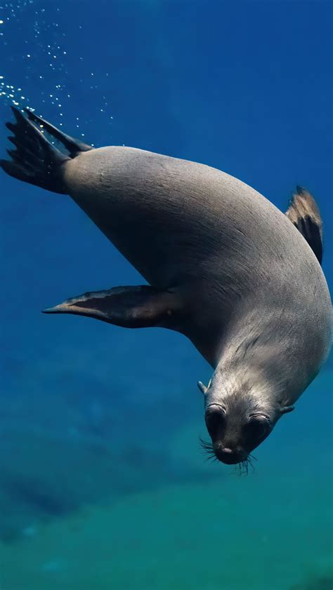 Милый морской котик смотрит в душу — успокаивающее видео - Чемпионат