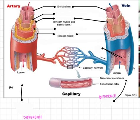 Artery And Vein Diagram Quizlet