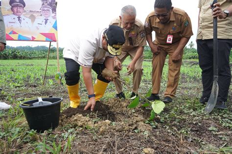 Pj Gubernur Sulbar Bahtiar Tanam Pohon Sukun Di Pasangkayu Rakyat Sulbar