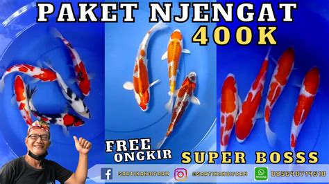 Paket Koi Grade A Super Dijual Mulai K Perpaket Sartika Koi Farm