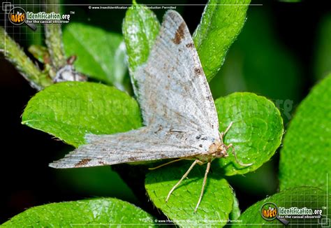 Red-headed Inchworm Moth