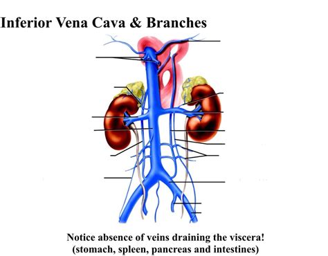 Branches Of Inferior Vena Cava Diagram Quizlet