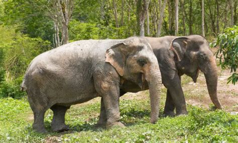 Best Ethical Elephant Sanctuaries In Thailand Holiday Parrots