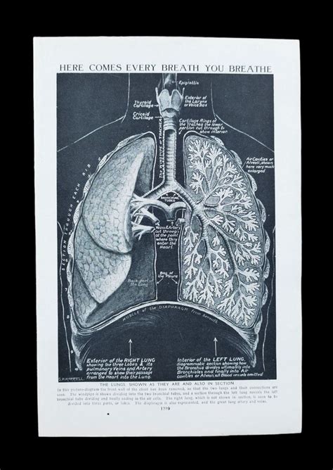 Vintage S Lungs Diagram Book Lithograph Print In A Mount How We