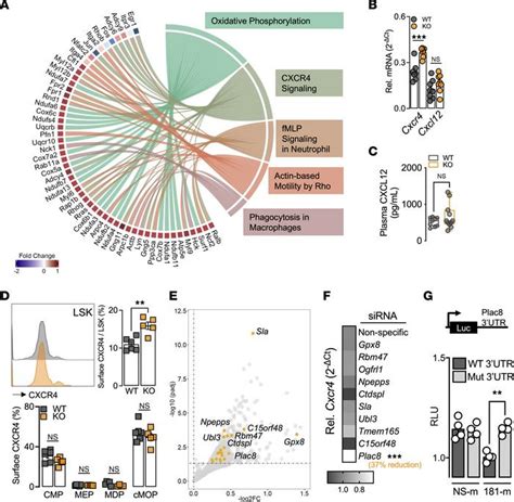 Jci Insight A Mirna Cxcr Signaling Axis Impairs Monopoiesis And