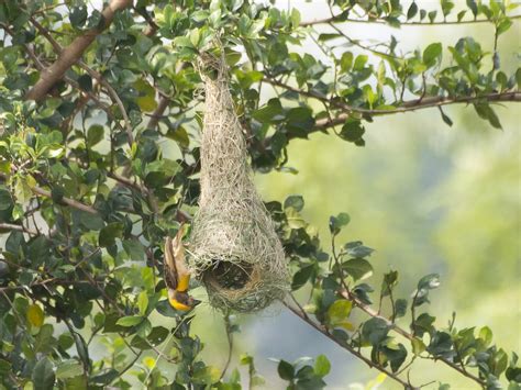 Tisserin Baya Ebird