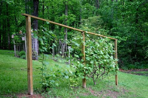 New Trellis For Grapes Grape Vine Trellis Grape Trellis Vine Trellis