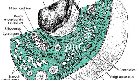 The Structure of a Eukaryotic Cell | Sciencing