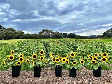 Pick Your Own Sunflowers Torello Farm