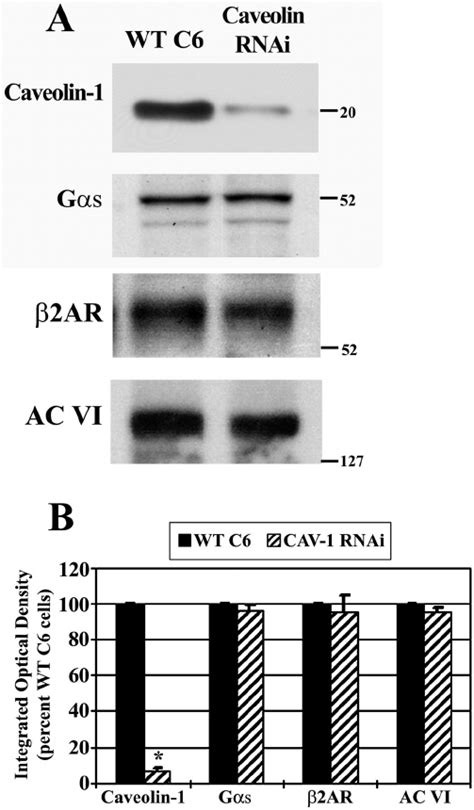 Stable Knockdown Of Caveolin Has No Effect On The Content Of
