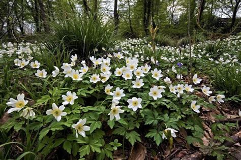 De Beste Inheemse Schaduwplanten De Natuur Van Hier