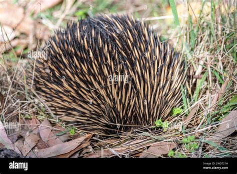 Short Beaked Echidna Tachyglossus Aculeatus Also Known As The Short