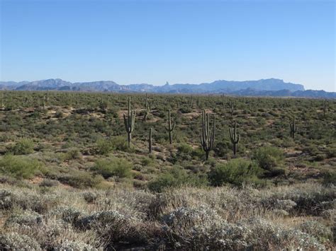 The Sonoran Desert: An Ecological & Geographical Marvel | LAC Geo