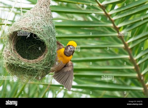 Baya Weaver Sitting On Its Nest Making A Call Stock Photo Alamy