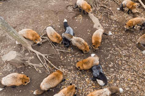 What Do Foxes Eat Animal Corner