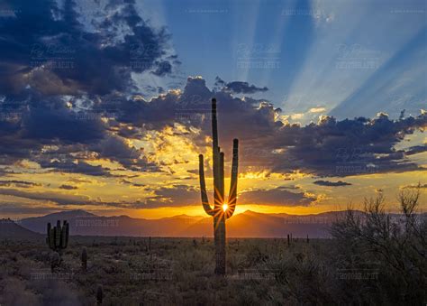 Arizona Desert Sunset & Sunrise Wall Art For Sale | Canvas Prints, Posters