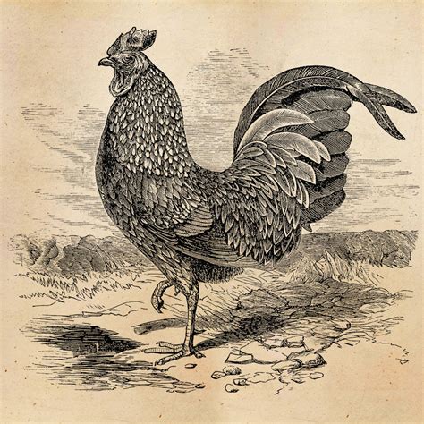 Vintage Rooster Illustration Printable 1800 Antique Chickens Print Instant Download Digital ...