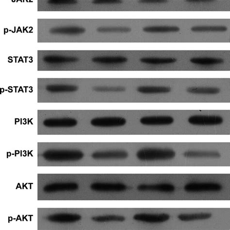 Knockdown Of Klf Suppressed The Activation Of Jak Stat And Pi K Akt