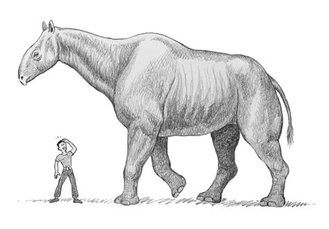 Paraceratherium by WillemSvdMerwe on DeviantArt