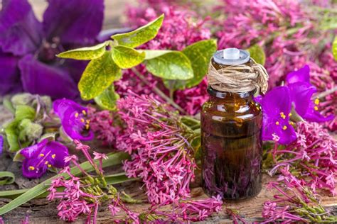 Clary Sage Oil Uses Side Effects And Benefits