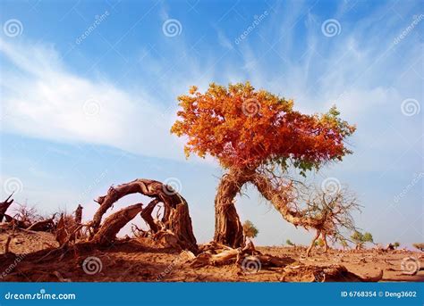Populus Diversifolia Forest Royalty Free Stock Photo Cartoondealer