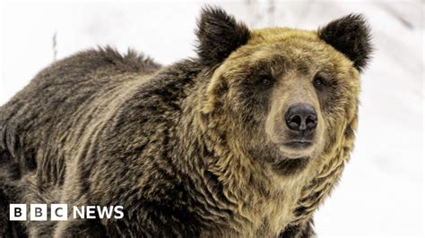 Japan wants to make it easier to shoot bears as attacks rise - BBC News