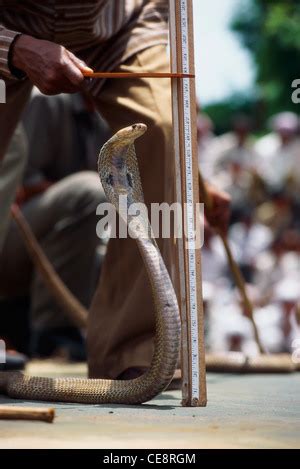 King Cobra With Hood Open Naga Panchami Festival Of Snake Nag Cobra