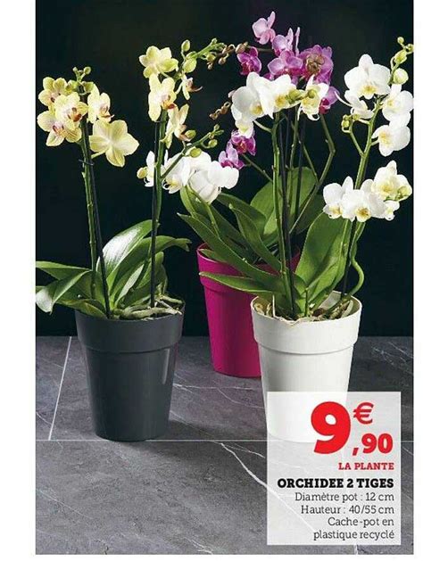 Promo Orchid E Tiges Chez Hyper U Icatalogue Fr