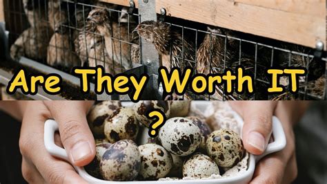 Things I Wish I Knew Before Raising Coturnix Quails Youtube