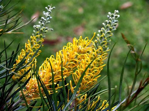 Plantfiles Pictures Grevillea Wattlebird Yellow Grevillea By Kell