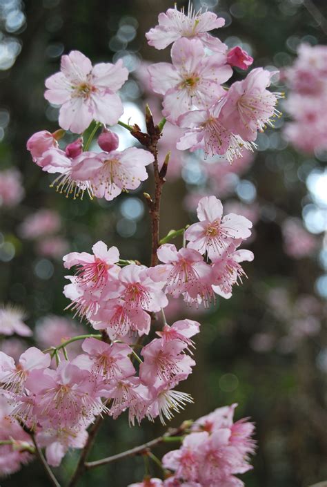 Images Gratuites Fleurs De Cerisier Rose Printemps Flore Fleur De