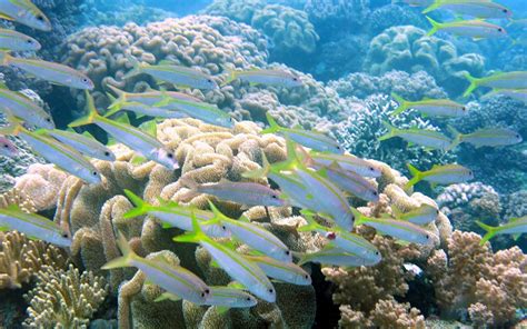 Transplantasi Terumbu Mengembalikan Keindahan Dasar Laut Biorock