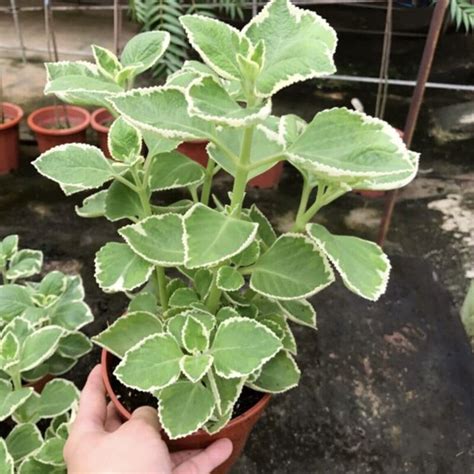 Variegated Ajwain Plant Oregano Medicinal Plants Mexican Mint