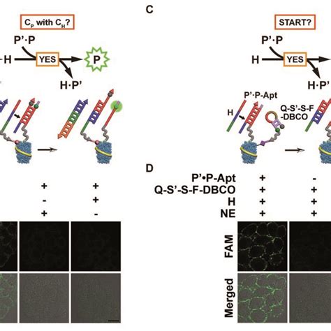 In Situ Visualization Of Epcam With One Moi Using Automaton I Or Ii