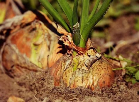 Guía completa sobre la cosecha de cebollas consejos y técnicas