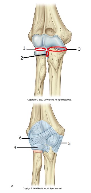 Elbow Joints Ligaments Diagram Quizlet