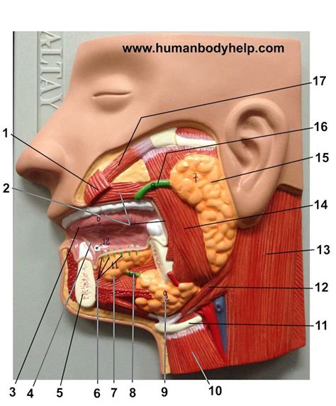 Salivary Glands Diagram Quizlet