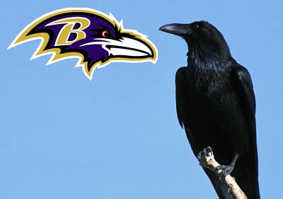 What Birds Are NFL Teams Named After? | Audubon