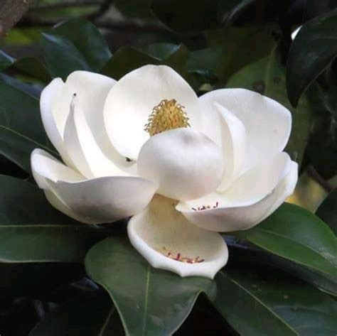 Dwarf Magnolia Tree Varieties For Your Home Or Garden Artofit