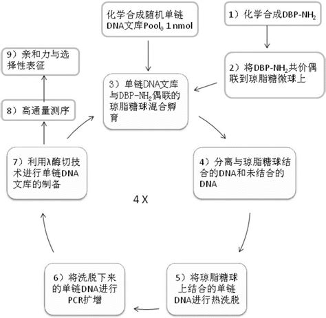 一种邻苯二甲酸酯类增塑剂单链DNA核酸适配体及其筛选与表征方法及电化学传感器与流程