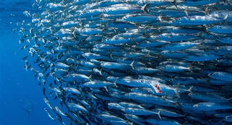 Us Panel Votes To Keep Options Open In Pacific Sardine Fishery Rebuild